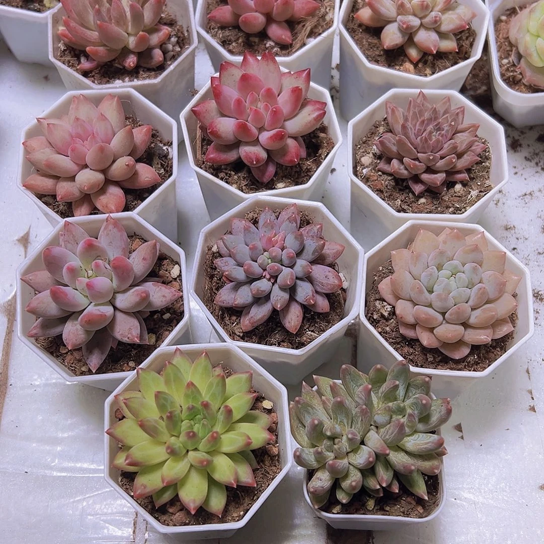 美人组合11盆八角盆发货