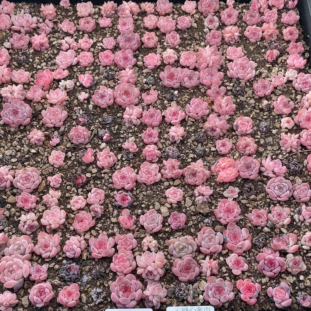 云糖心多肉植物98