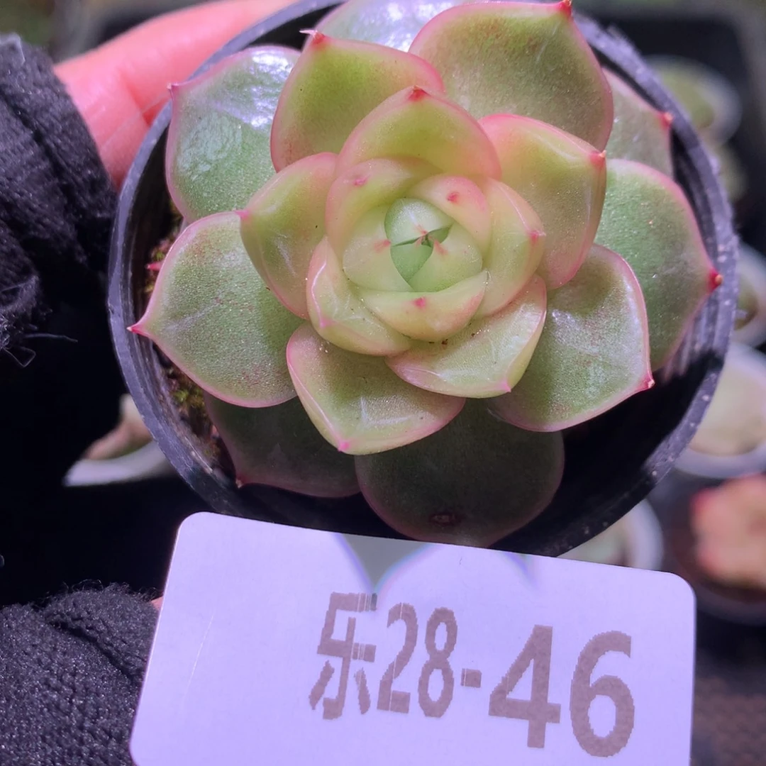 乐然28-46 新品单头