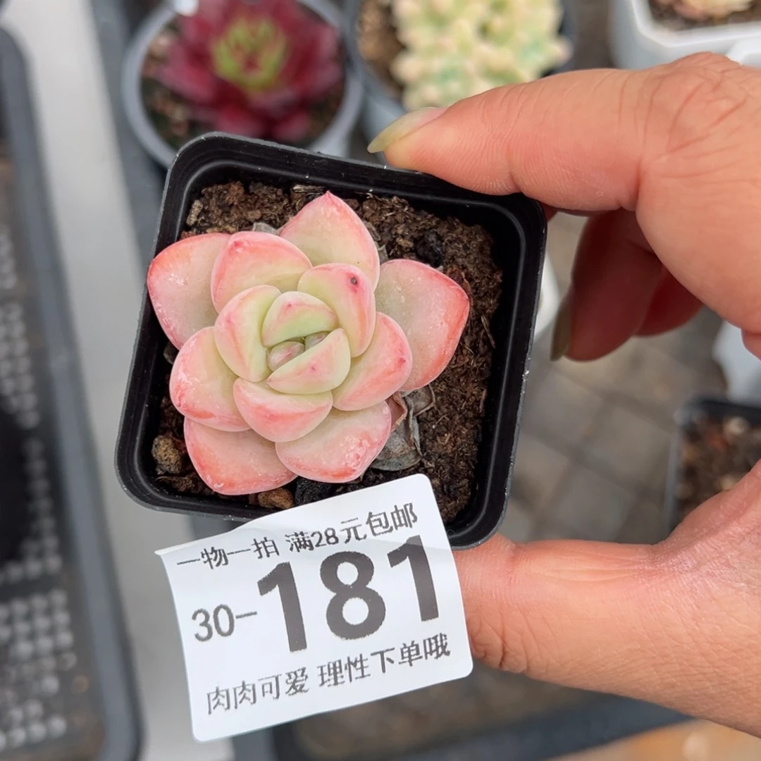 泡芙多肉多肉多肉多