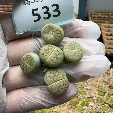 533绿曲特价脱土