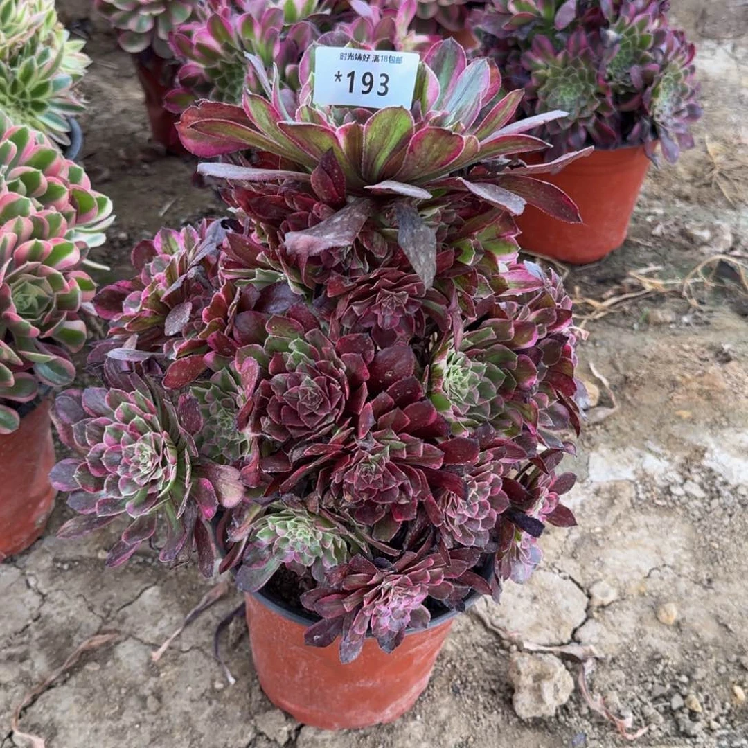 暖****193同花顺多肉植物