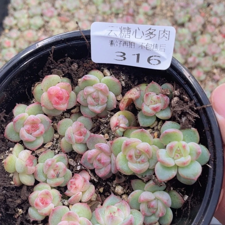 云糖心多肉植物316