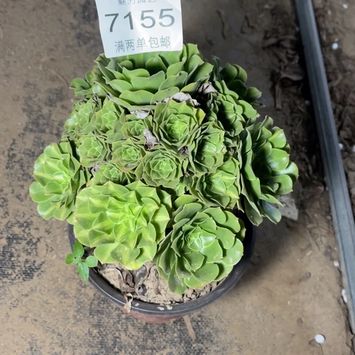 7155翡翠琉璃的人多肉