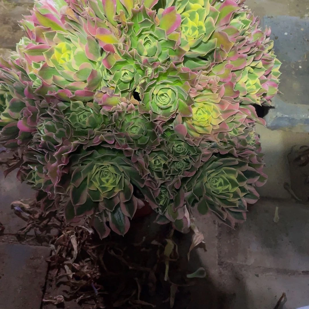 ?*多肉法师576号白凤发货不包损