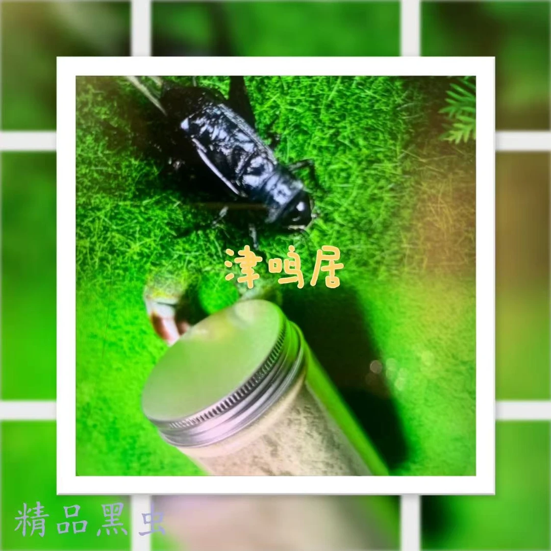 津鸣居蟋蟀油葫芦三条+精品粮50g签收当日提供完整开箱视频享售后