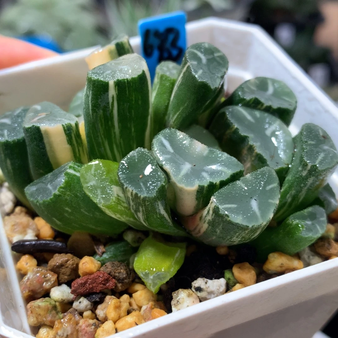 683号OM万象锦一物一拍