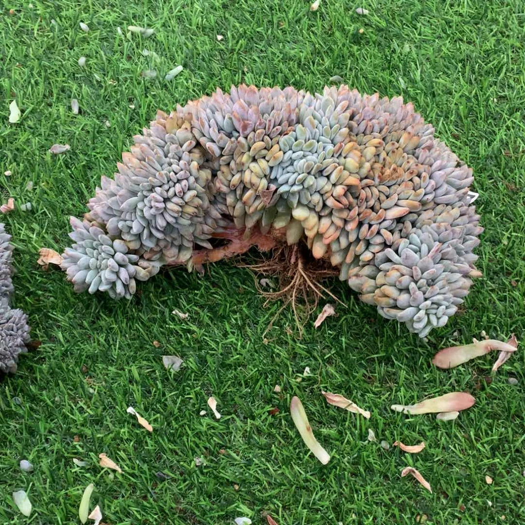 797橙子缀多肉植物