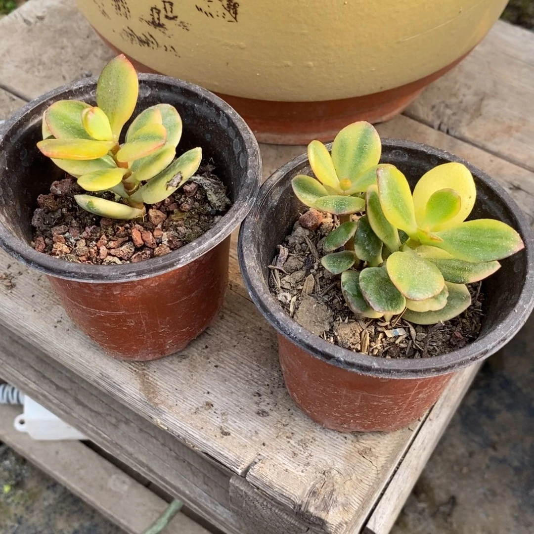 蒂娜锦玉树花月两个