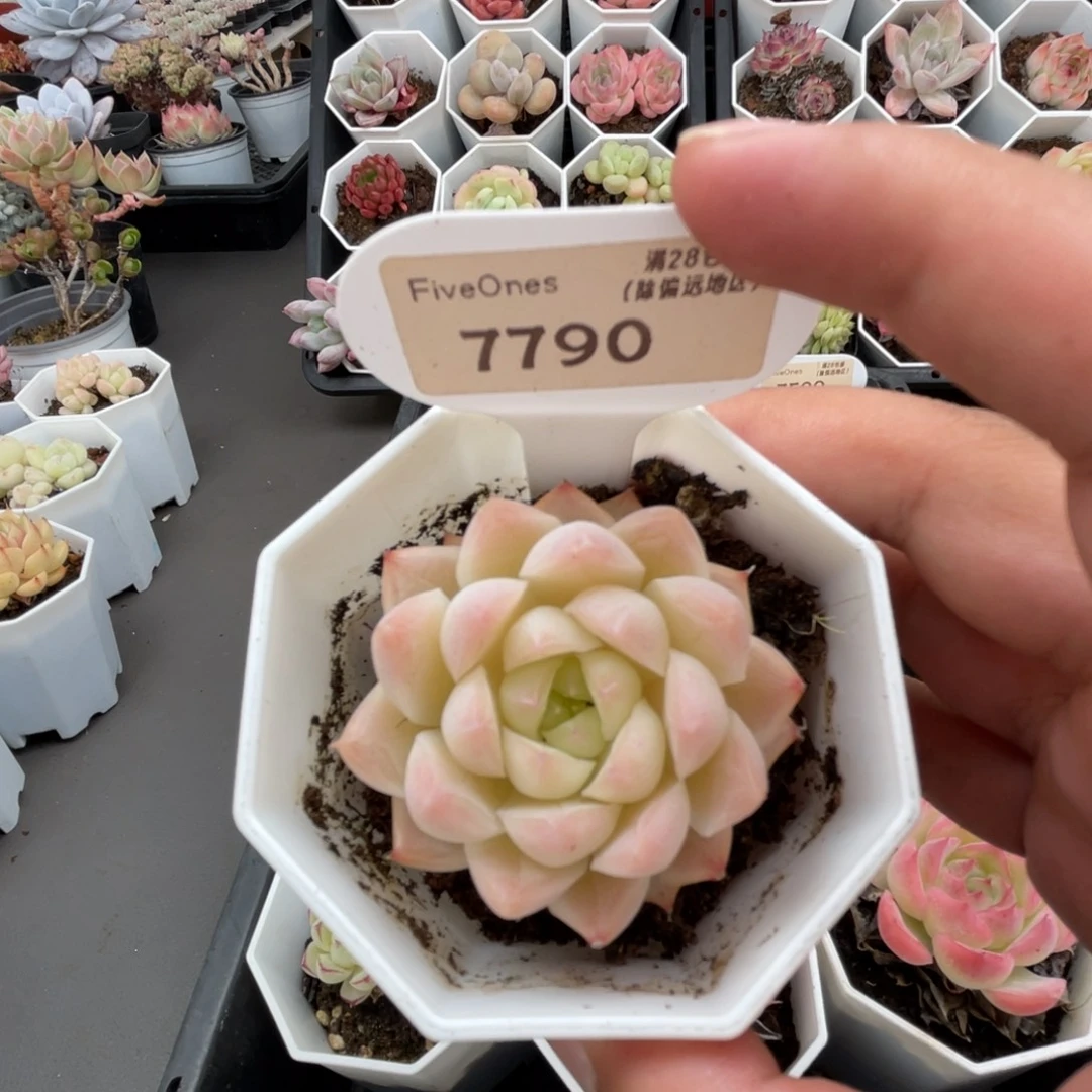 7790桃熏女王4.5厘米