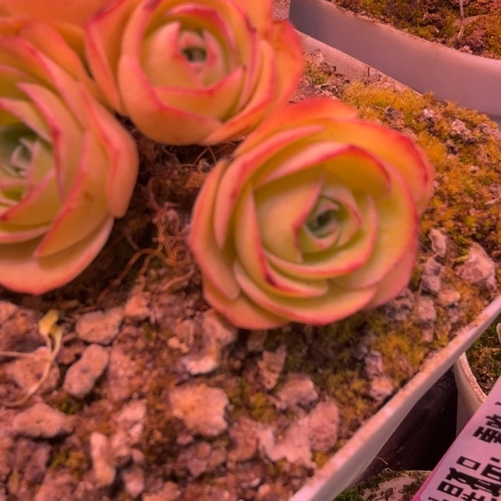 HD602 白龙潜龙侧芽  上播福利