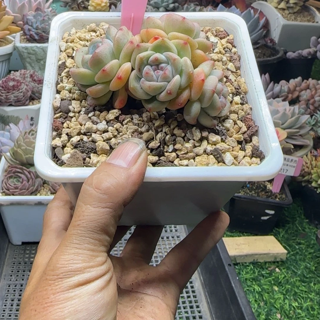 锦安精品多肉植物227