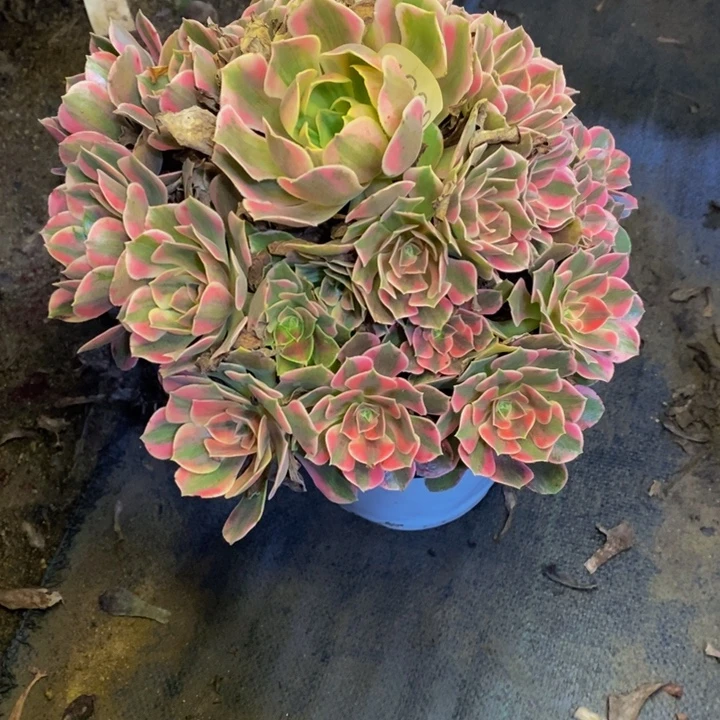 男神多肉断头不包4099