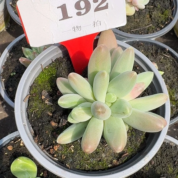 欧若拉192多肉植物