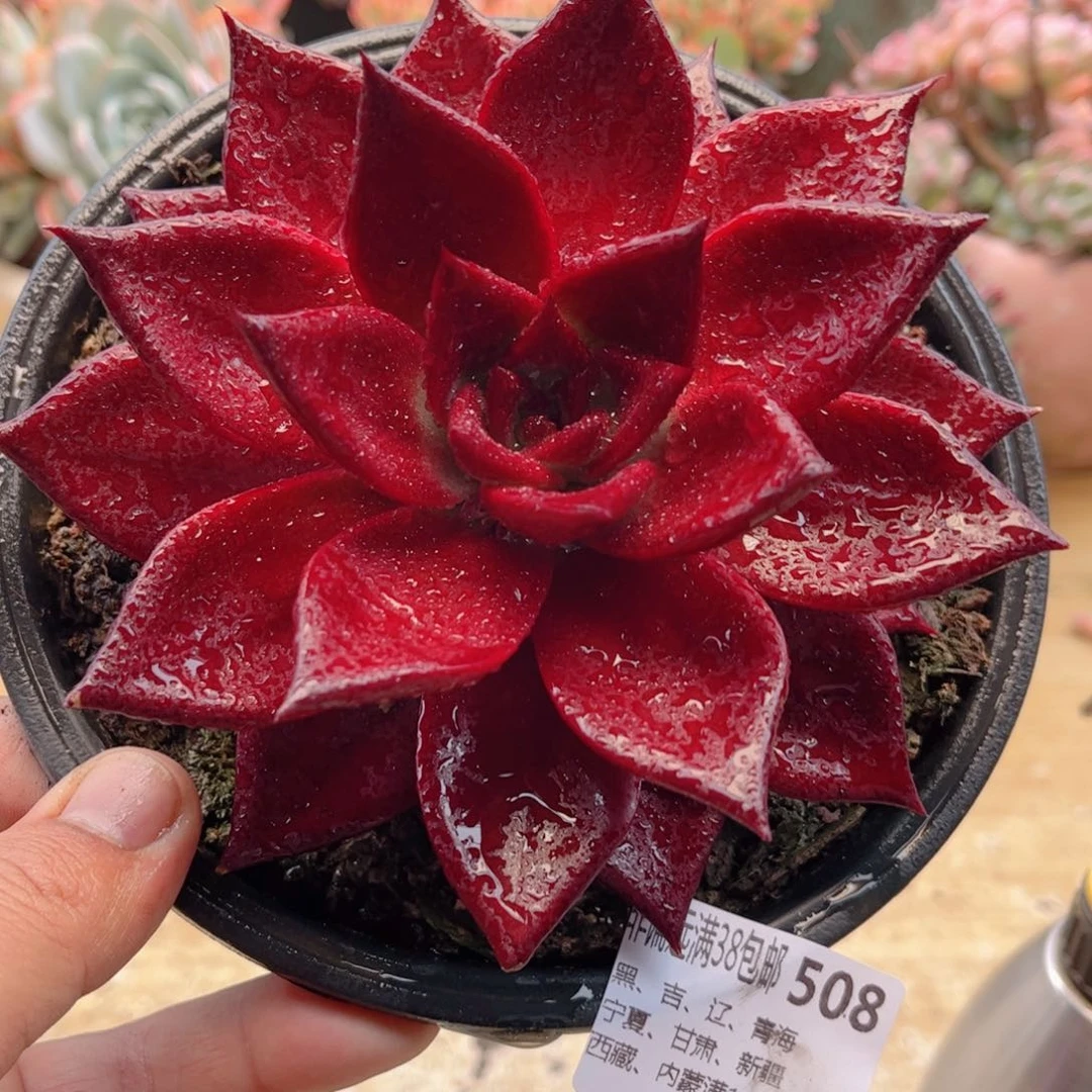 508罗兵德华多肉