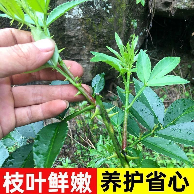 阳光果园:青花椒树苗盆栽地栽南北方种植