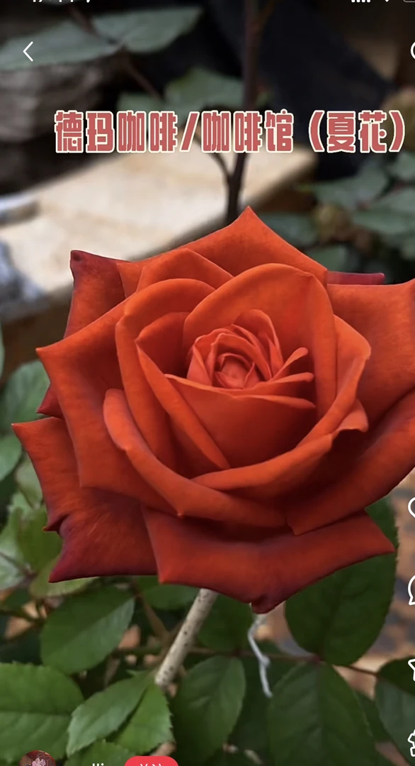 咖啡馆切花玫瑰大苗