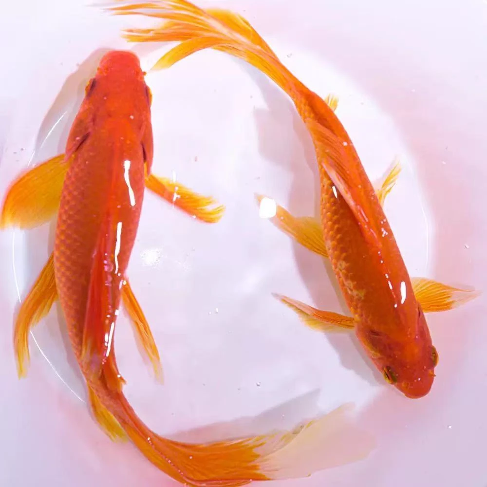 【冷链包邮】超大尺寸草金鱼9-11厘米5条冷水鱼观赏鱼新手好养耐活