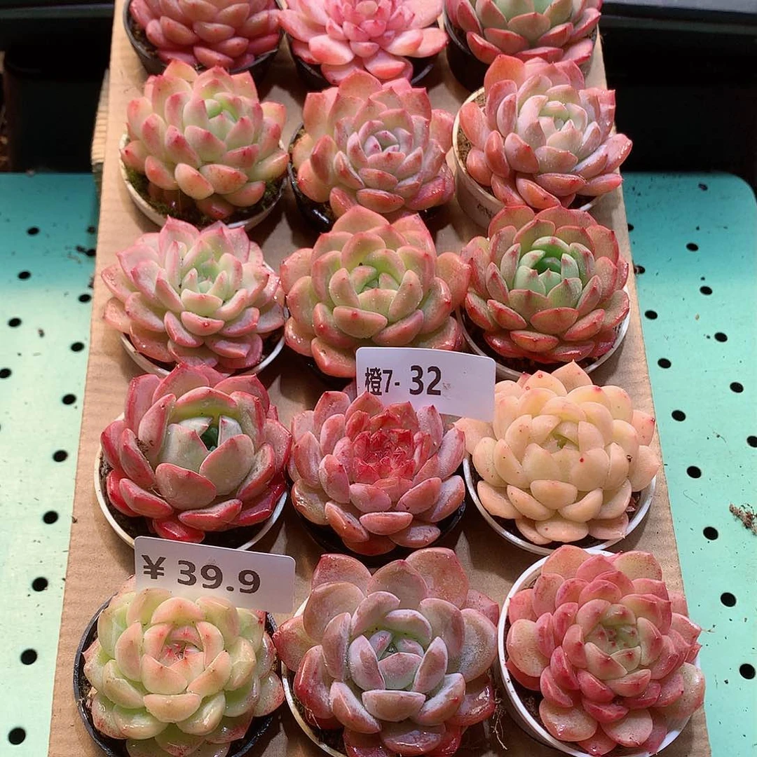 7-32一物一拍带盆18颗