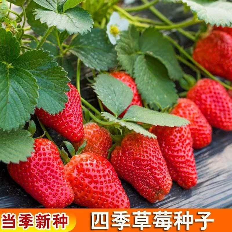 四季草莓种子高产播种阳台盆栽水果农家蔬菜种子秋冬菜籽草莓种籽