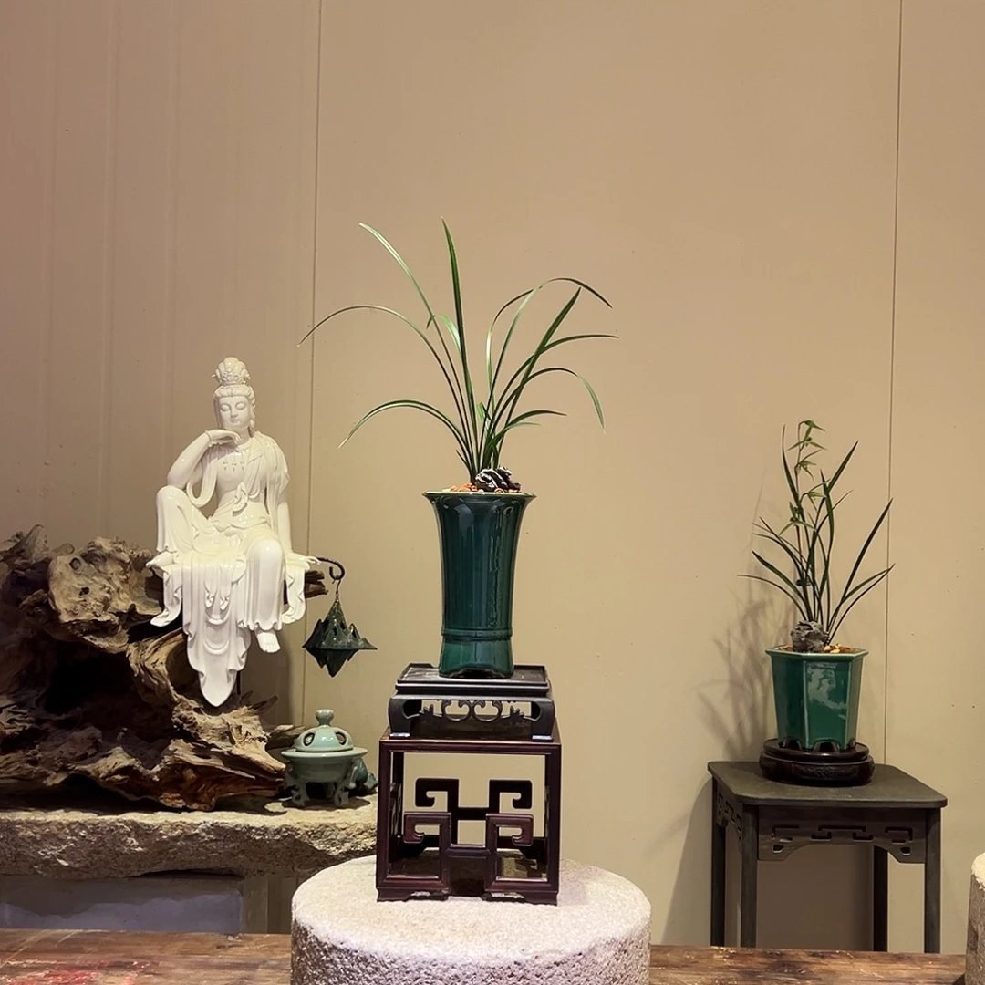 大部分花苞少量开放宋梅