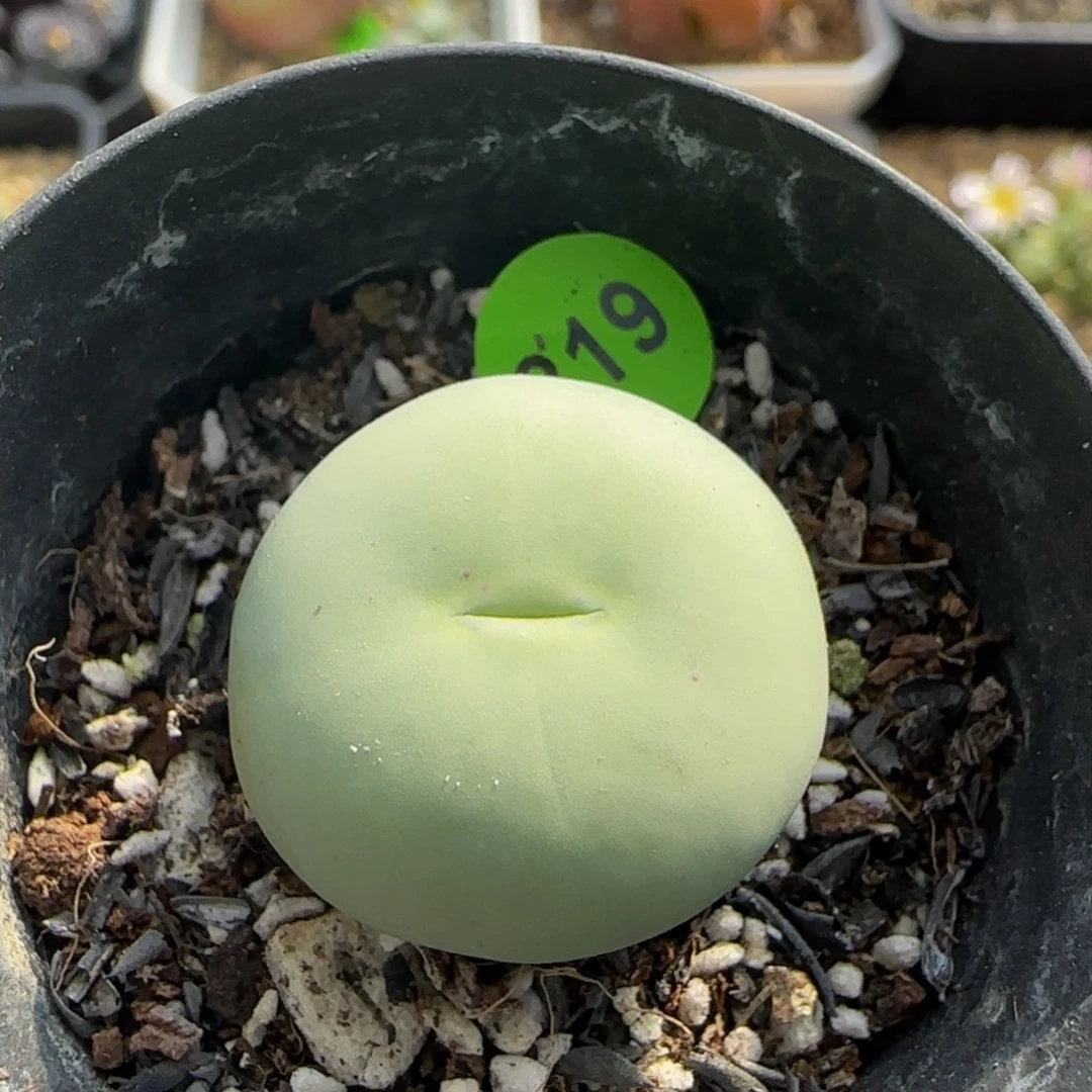 大嘴巴贴地飞鸽子蛋2.1+819