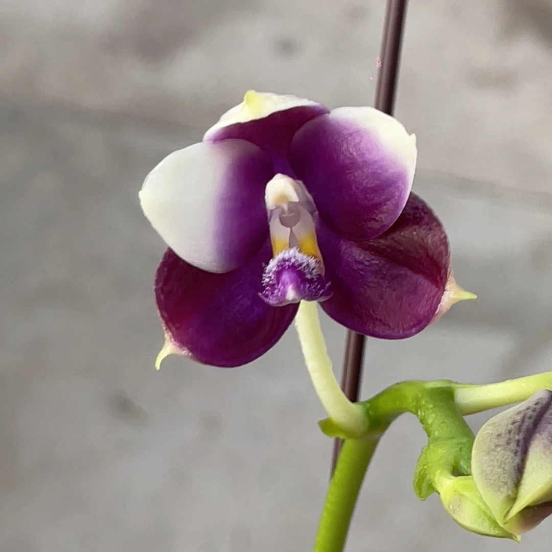 完全开放JG2374-鱼鱼交柳林-1466