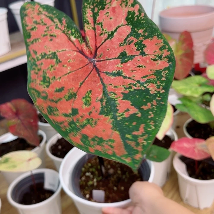 无花朵森林覆盆子D1556