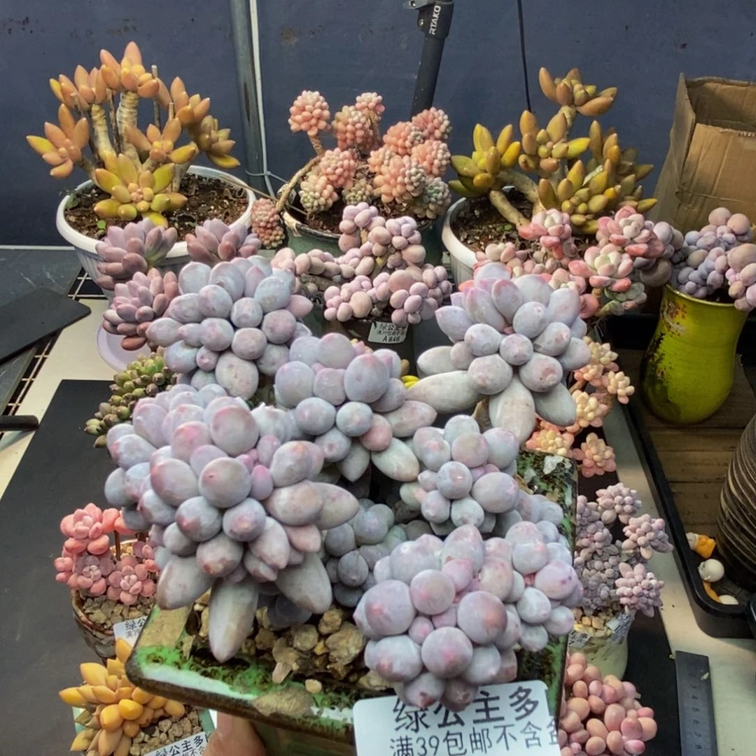 864香水手指奶多肉8c m