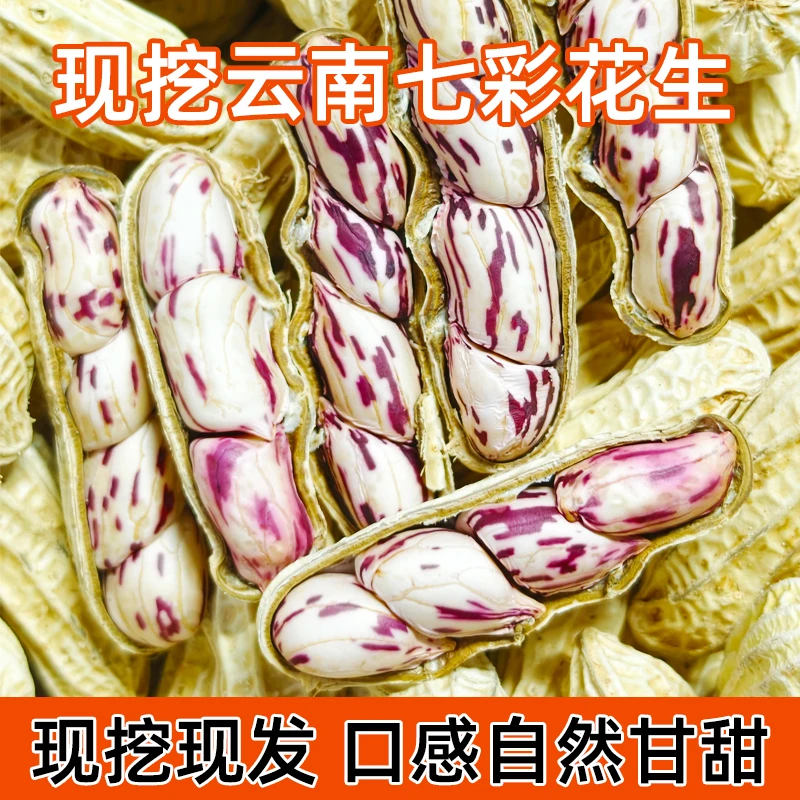 云南高原七彩鲜花生 新鲜生花生 1斤/2斤/3斤 颗粒饱满 生鲜香甜