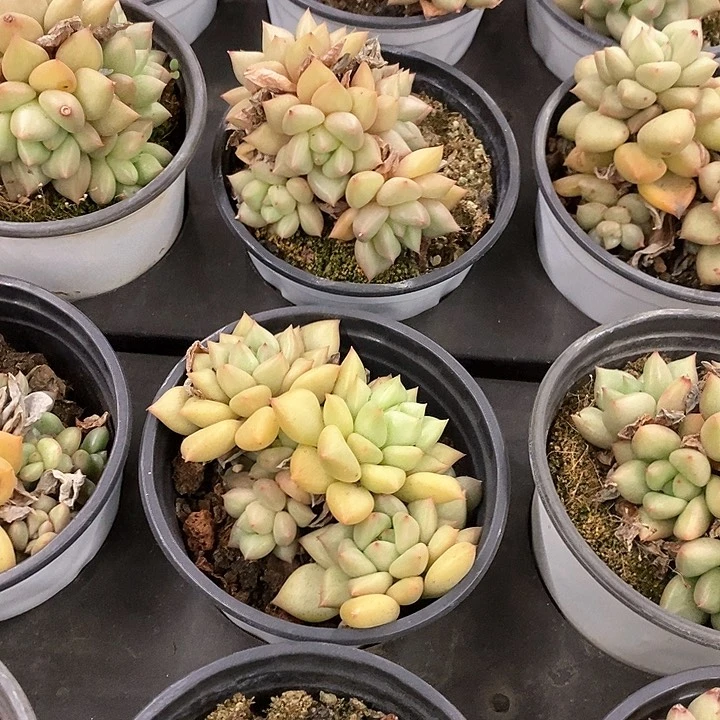 87。象牙群。福利多多