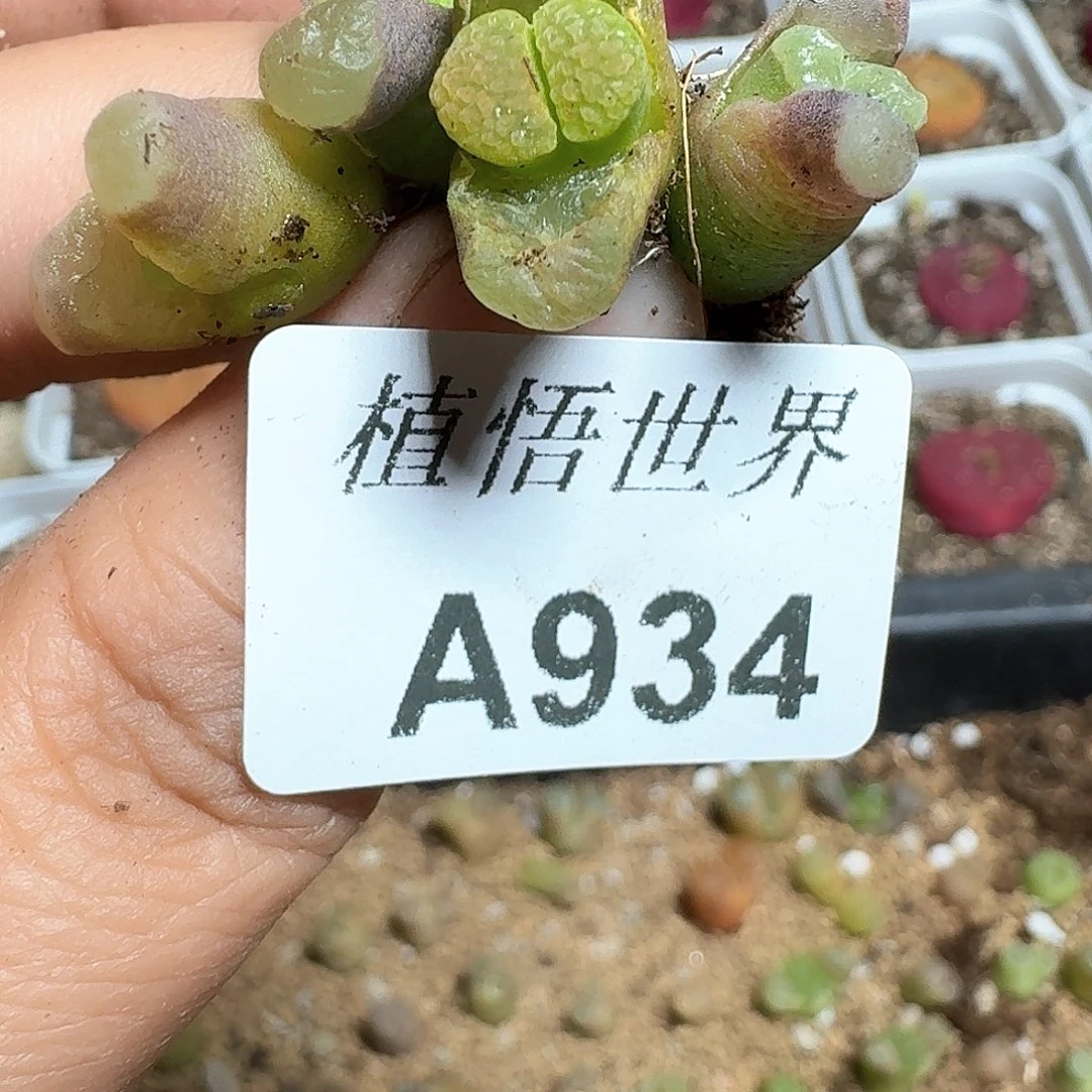 5颗一组量拍多肉植物哇f g h