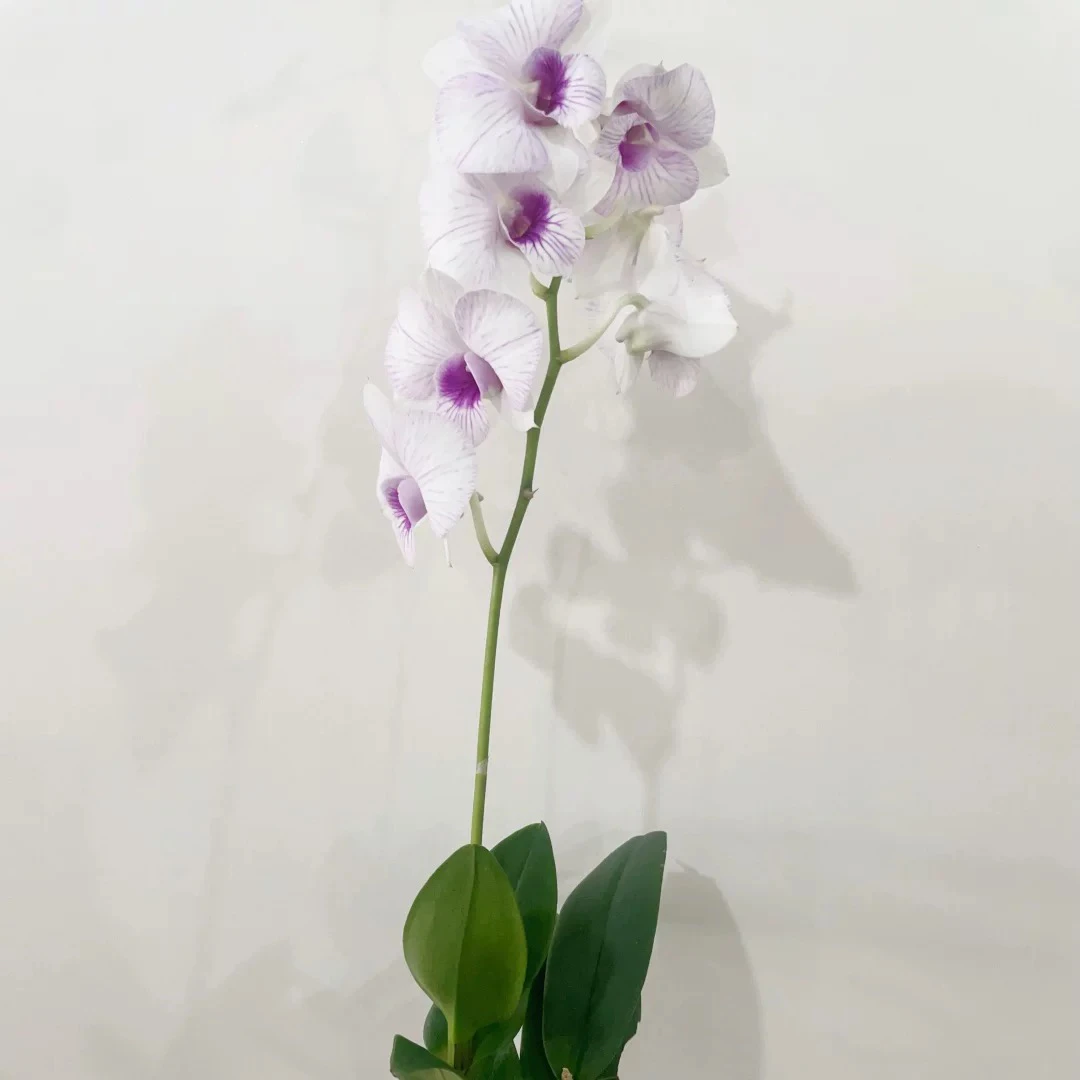 秋石斛一物一拍专属链接