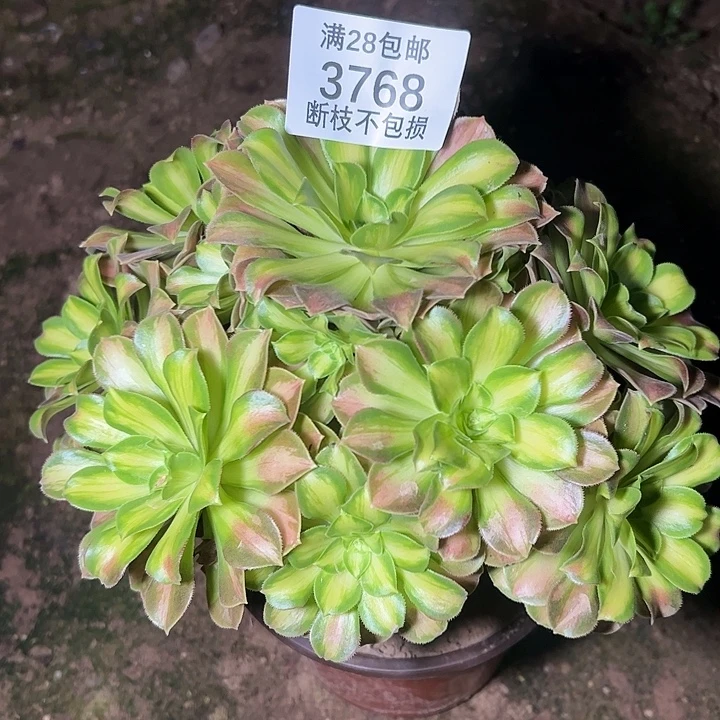 3768韶华多肉植物