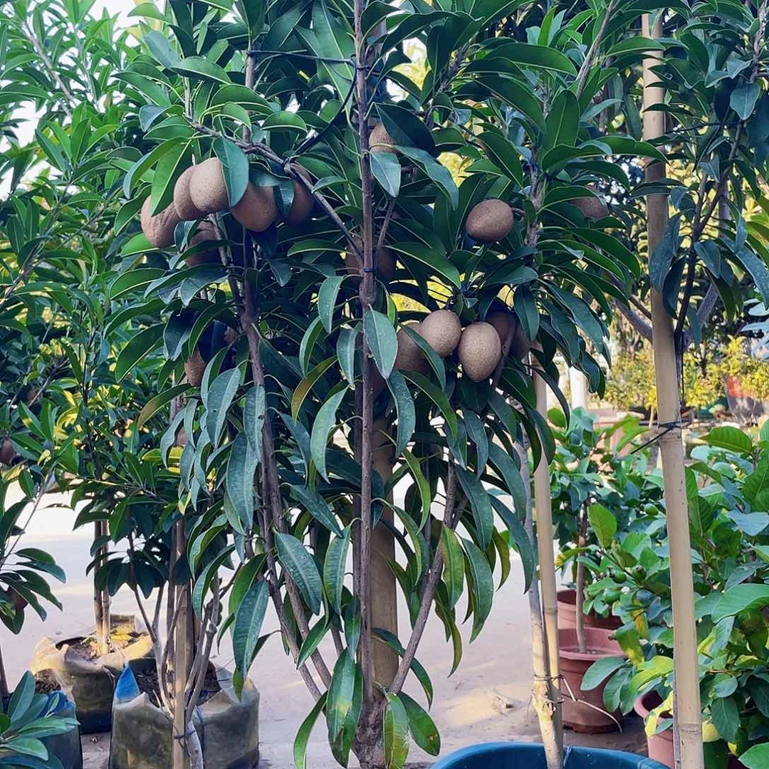 完全开放4****98888888777