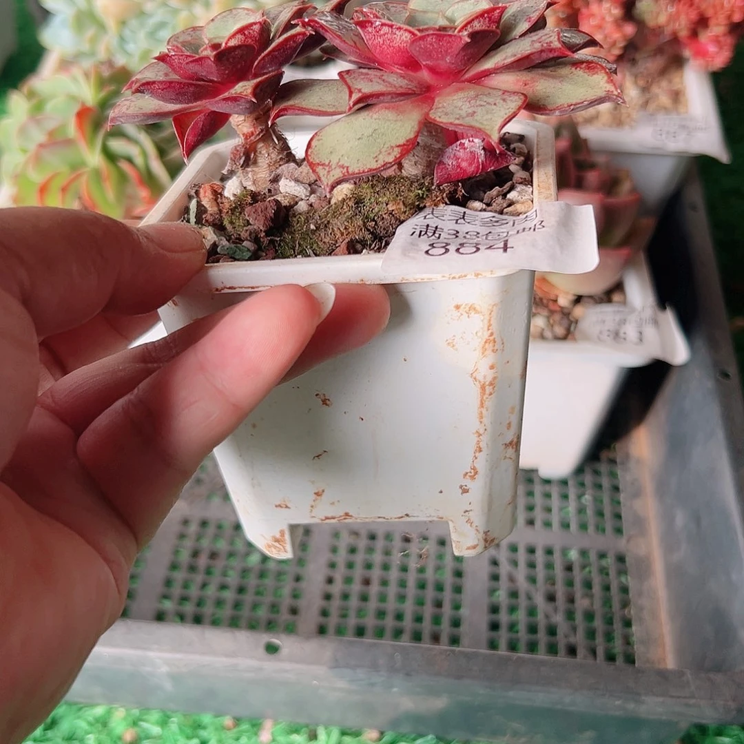 多肉一物一拍植物884