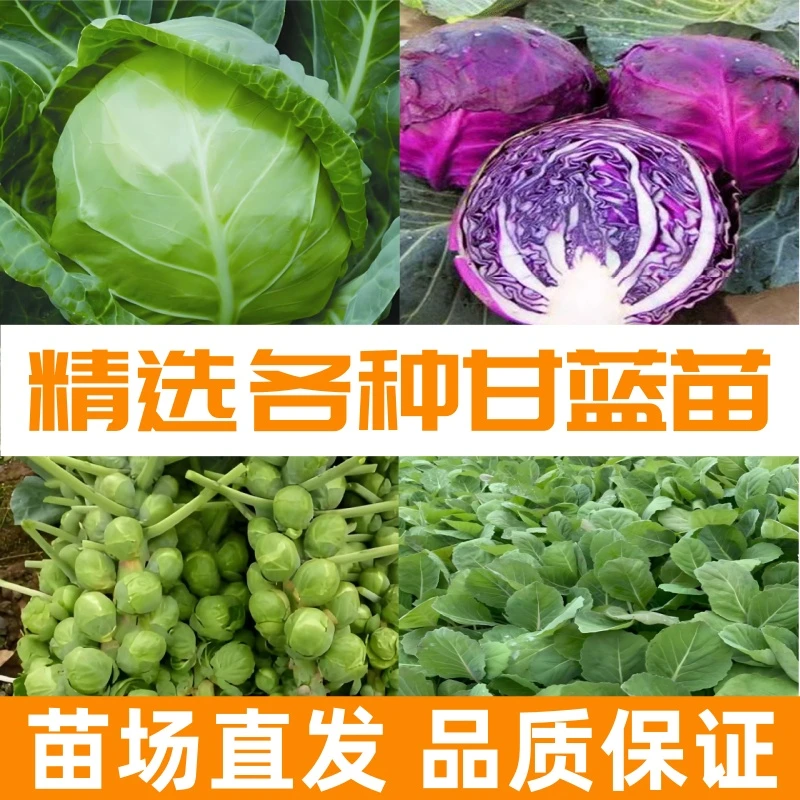 绿甘蓝苗秧紫甘蓝苗大头菜苗包心菜甘蓝种苗阳台庭院大田春秋种植
