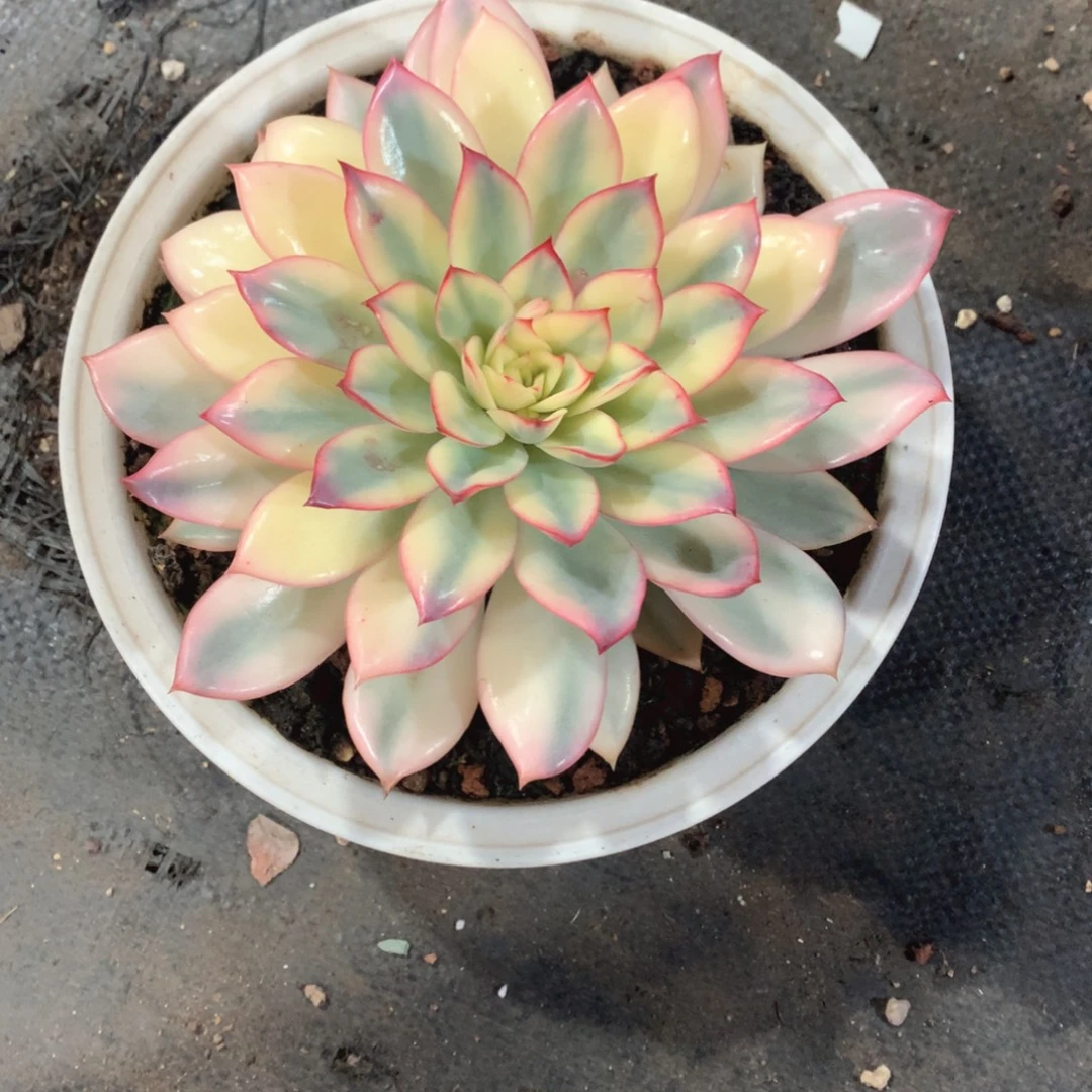 多肉植物多肉植物月光女神锦