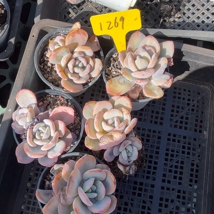 1269多肉5888888888888