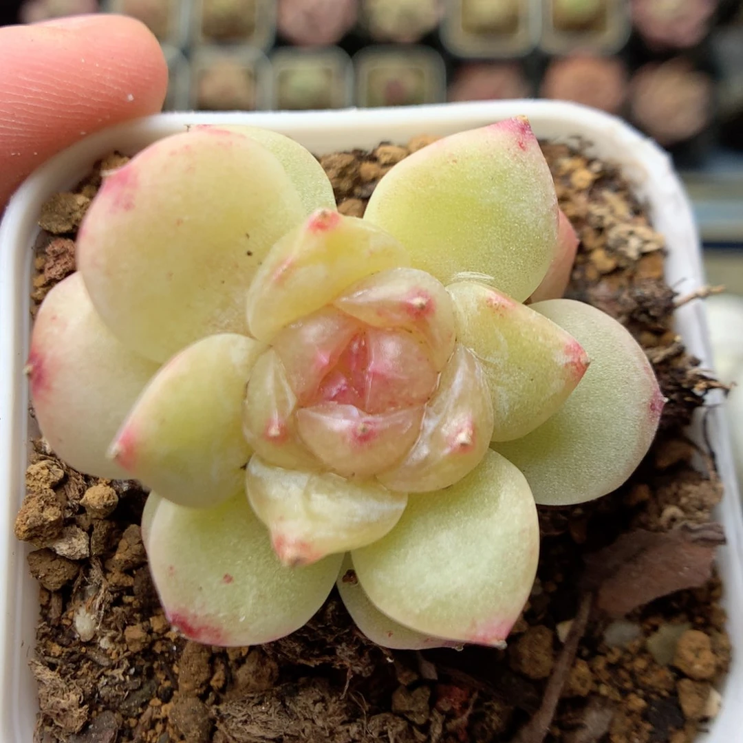 G52珍妮糖心优选，20包邮两天凑单