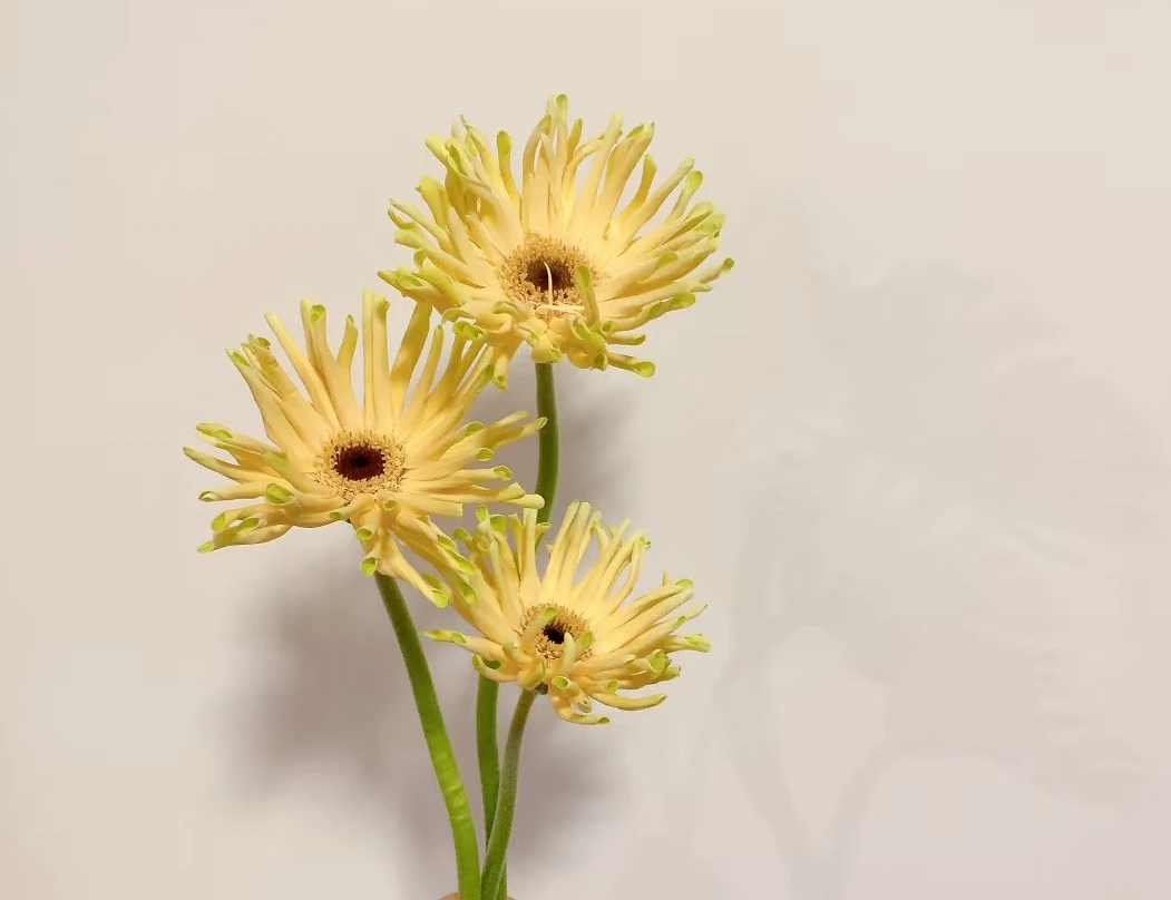 【源头一手价】瑞典非洲菊10支    云南基地鲜花直发