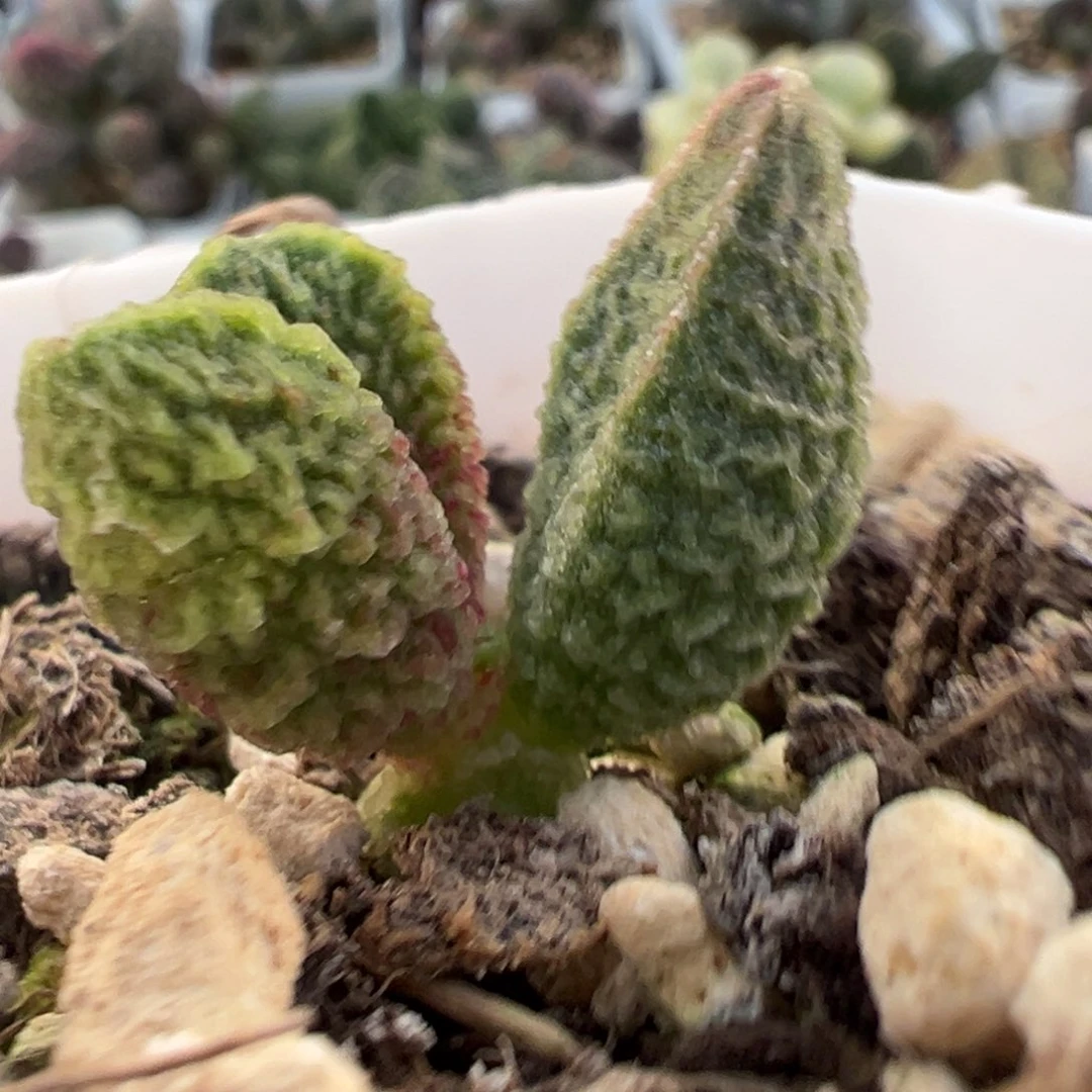 实生新品单头纯木质桩多肉植物