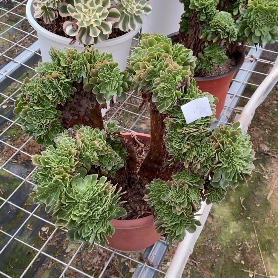 多肉植物组合拼盘19
