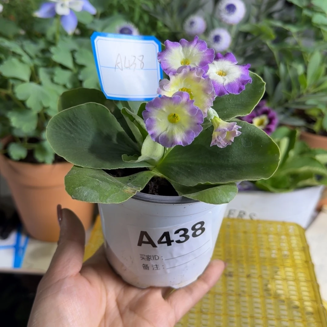 一物一拍  耳叶A438