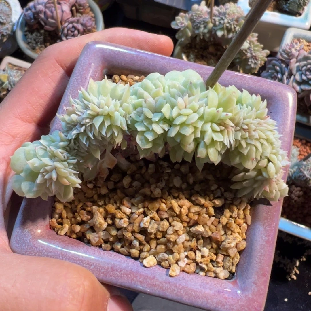 新年快乐 新年快乐