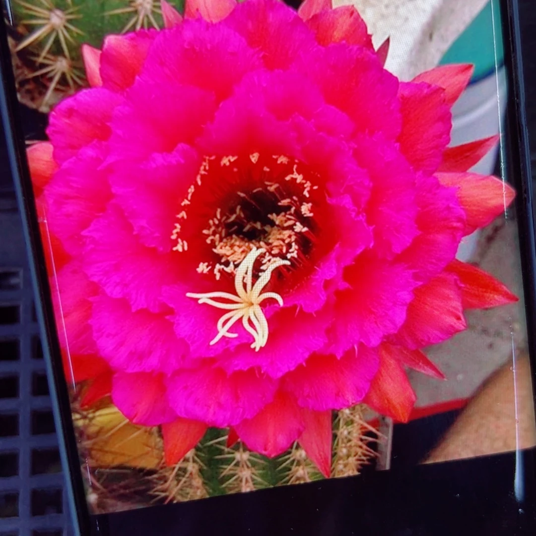 下10毛流苏歪无根侧芽5公分左右20包邮