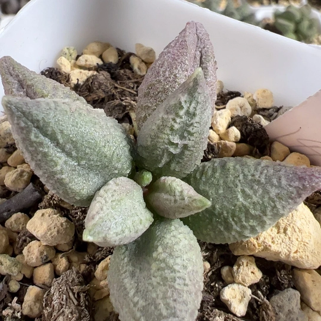 融化纹冰激凌单头多肉植物水泡多肉植物