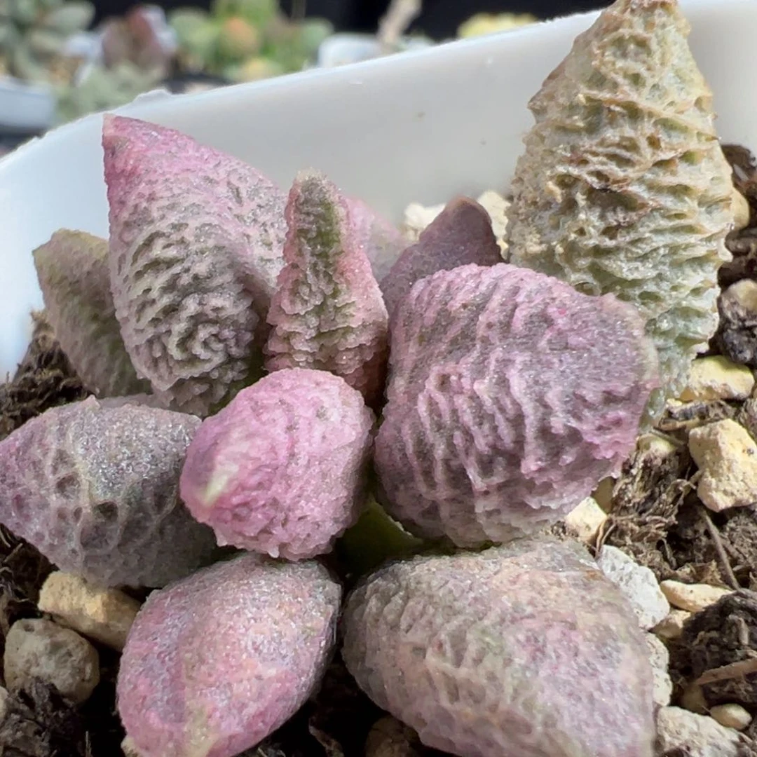 无花朵融化纹冰激凌多肉植物水泡多肉植物