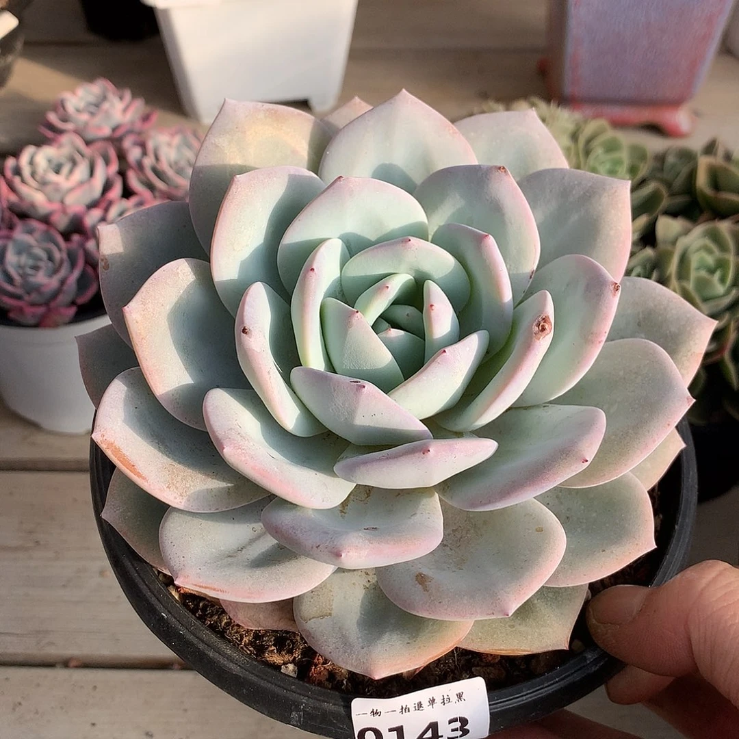 143奶茶粗桩15厘米