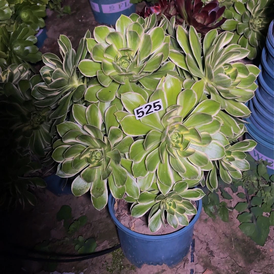 法师法师13/-12包邮法师